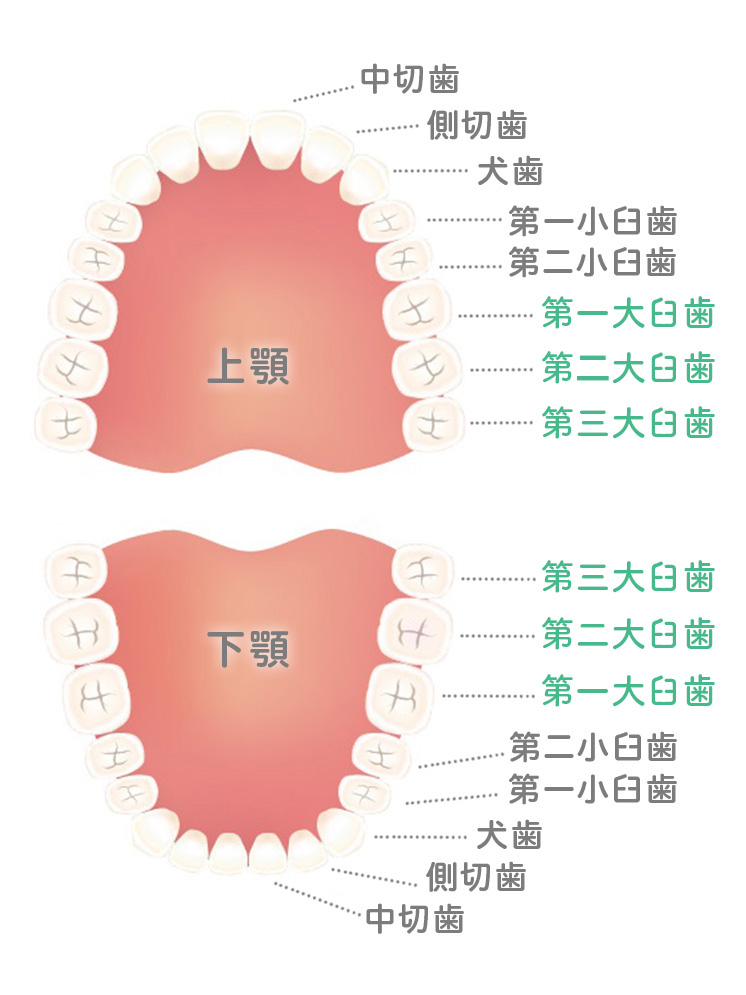 各歯と臼歯の名称