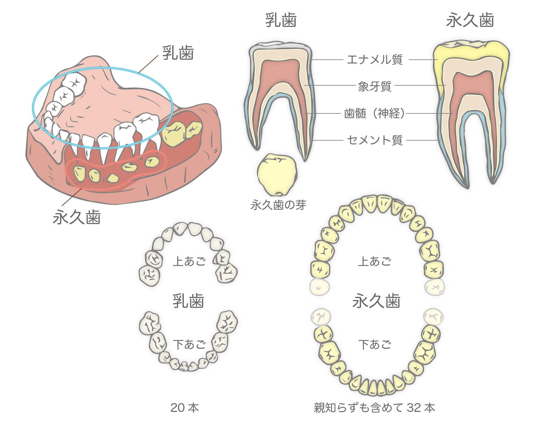 永久歯 と 乳歯 の 見分け 方