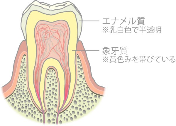 歯の構造　桜新町　歯医者
