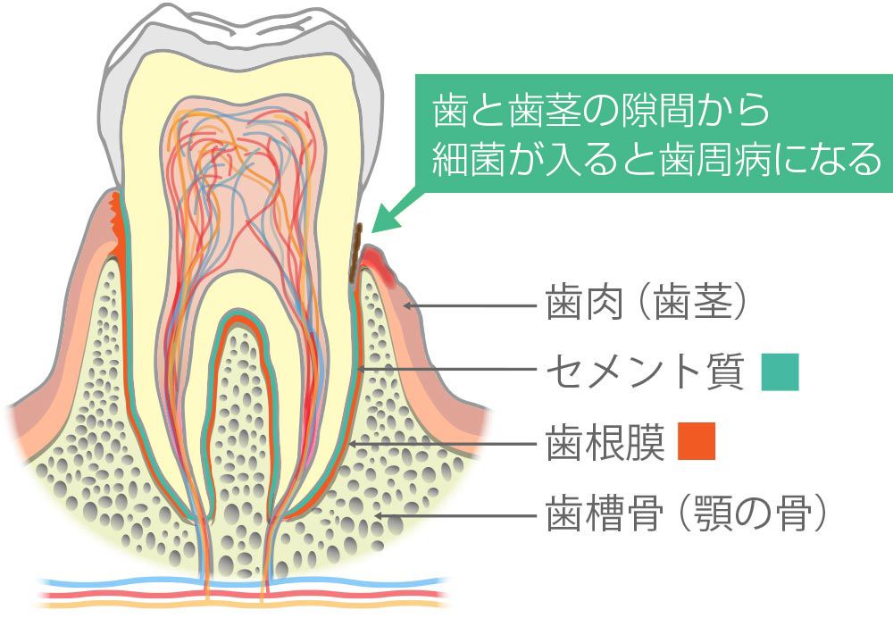歯周組織の構造