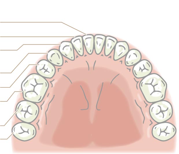 下顎の歯の種類
