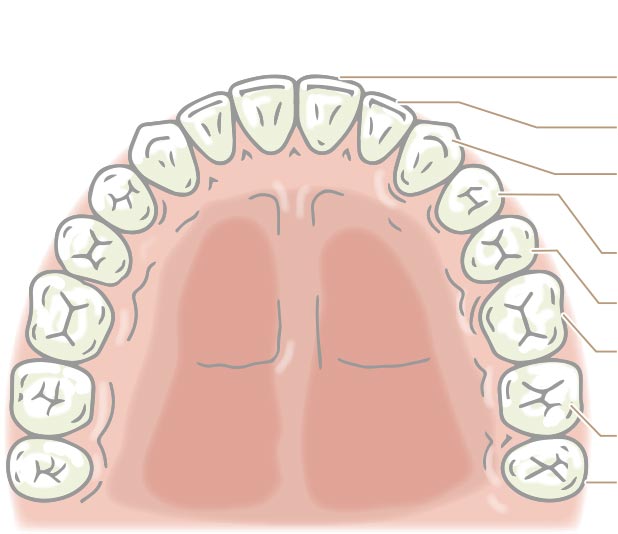 上顎の歯の種類