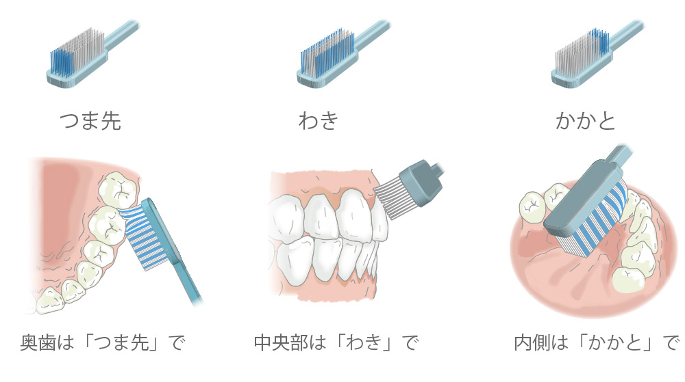歯の磨き方