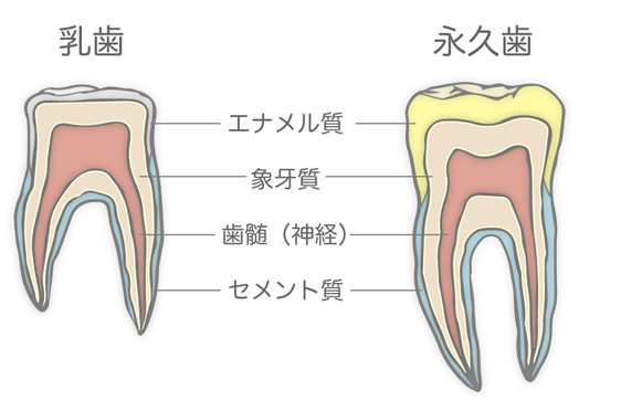 乳歯と永久歯の違い