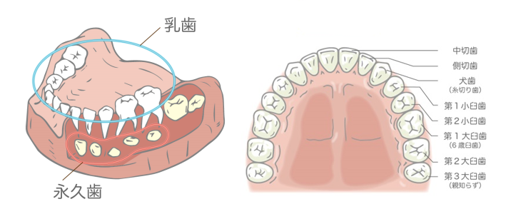 永久歯の種類