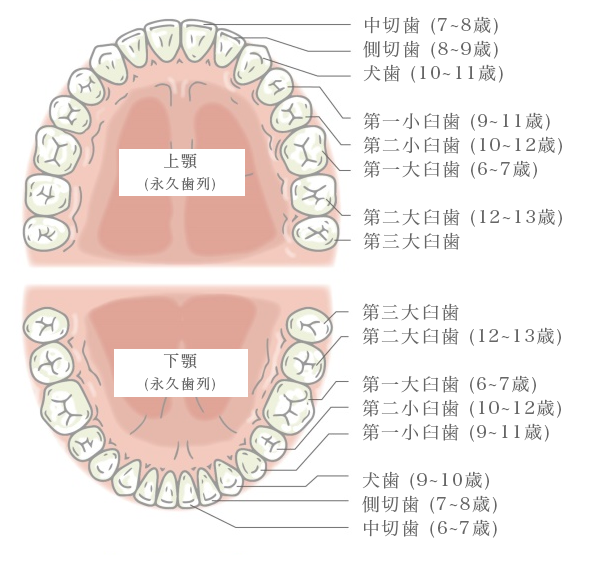 永久歯の生える年齢