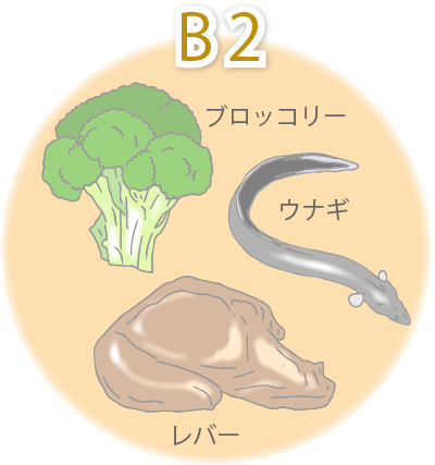 ビタミンB2が多い主な食品